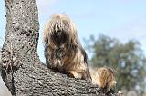 LHASSA APSO 039